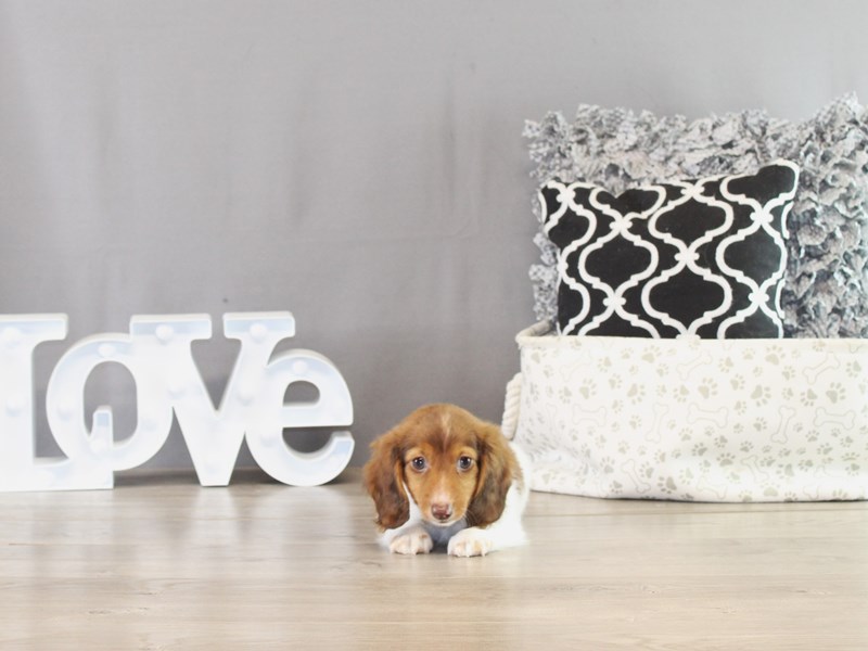Dachshund – 21383