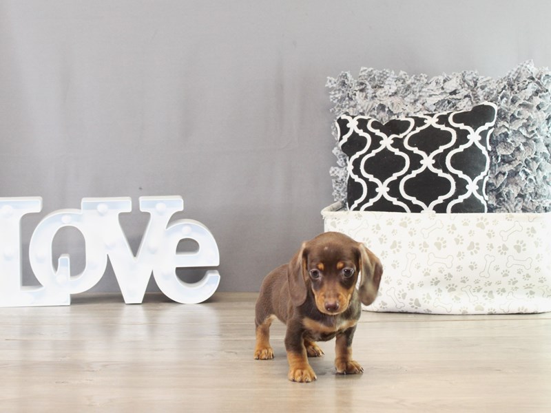 Dachshund – 21382