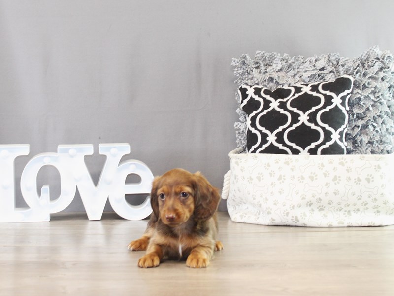 Dachshund – 21381