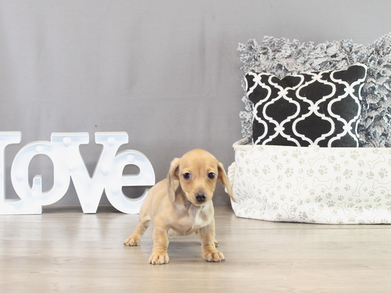 Dachshund – 21380