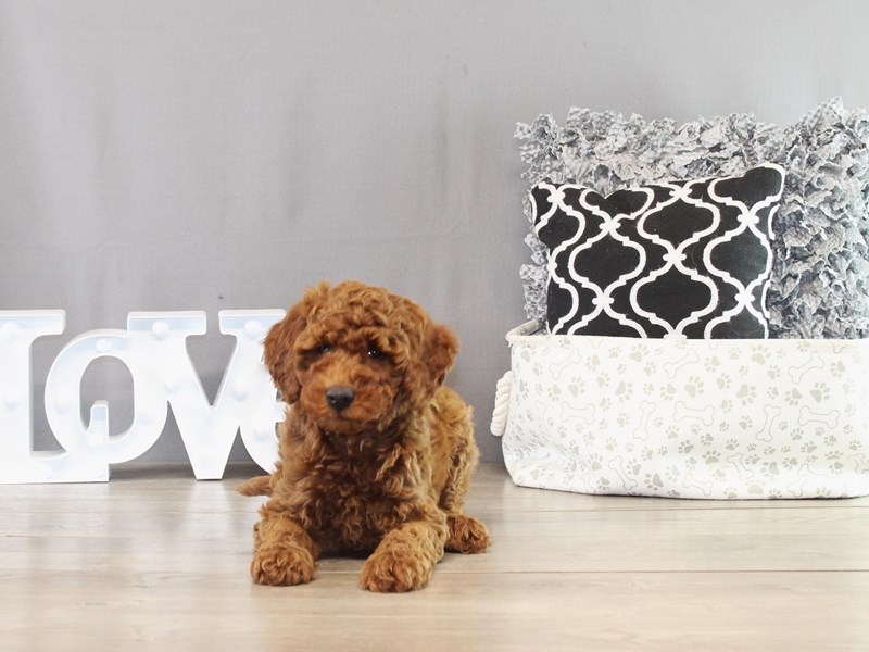 Mini Goldendoodle – 21379