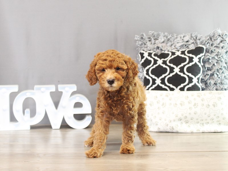 Mini Goldendoodle – 21378