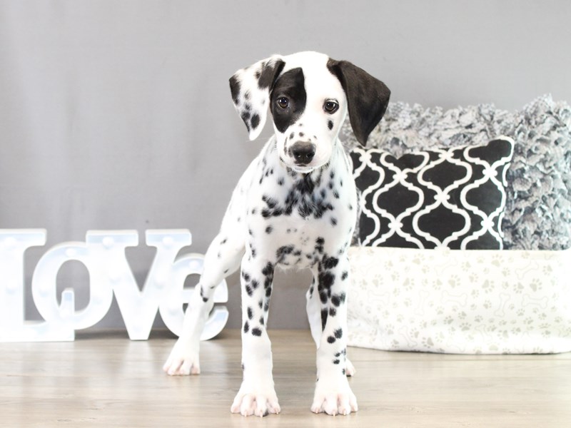 Dalmatian – 21389