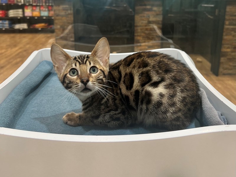 Bengal - 21362