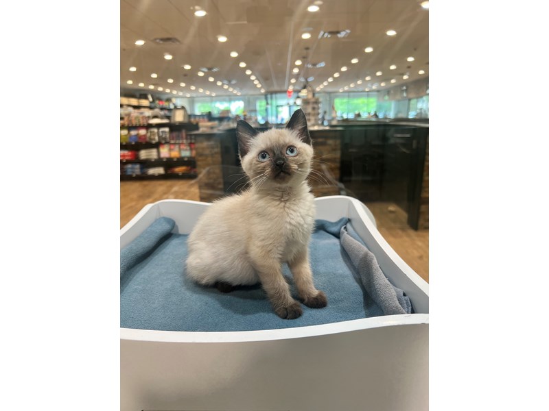 Siamese - 21323