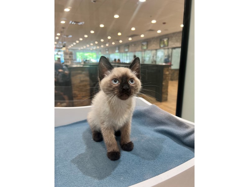 Siamese - 21320