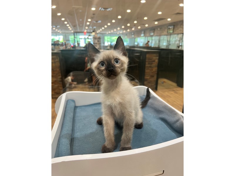 Siamese - 21321