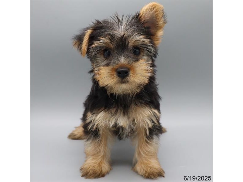 Yorkshire Terrier – 21397