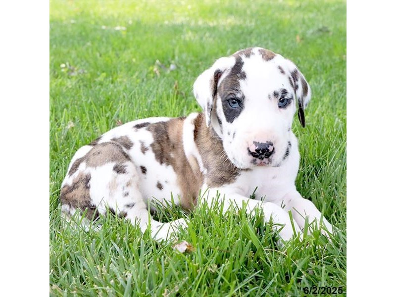 Great Dane – 21398
