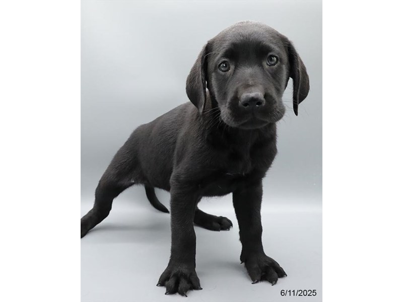 Labrador Retriever – 21399
