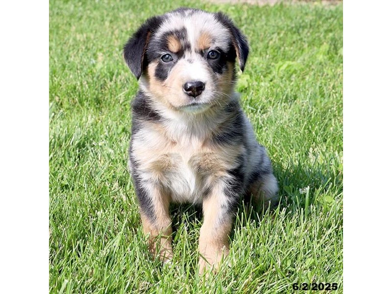 Australian Shepherd – 21400