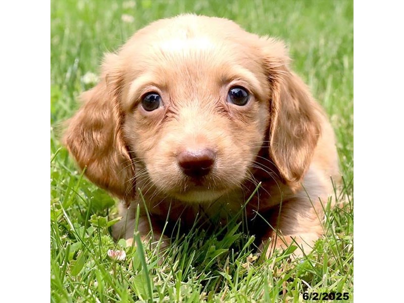 Dachshund – 21401