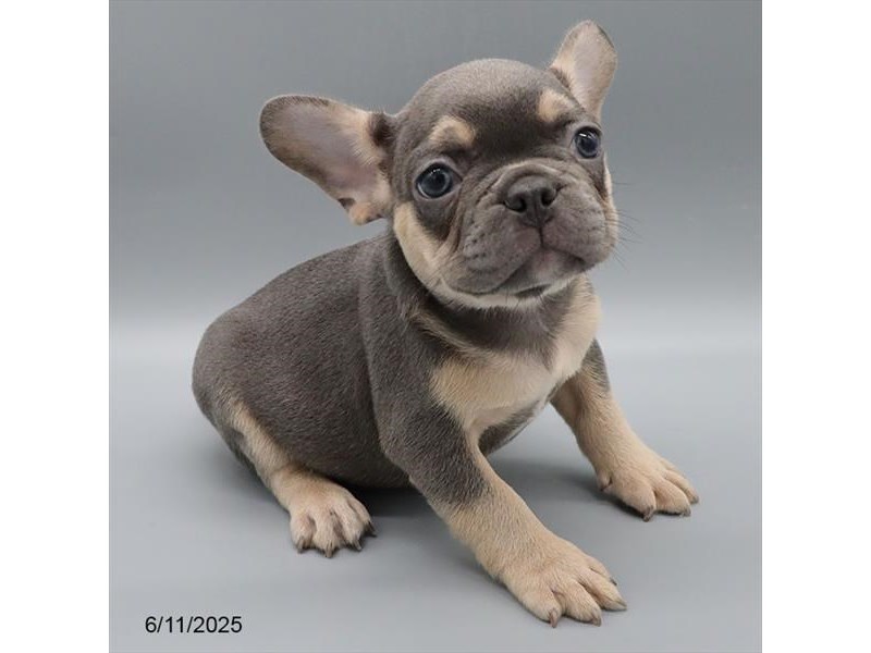 French Bulldog – 21403