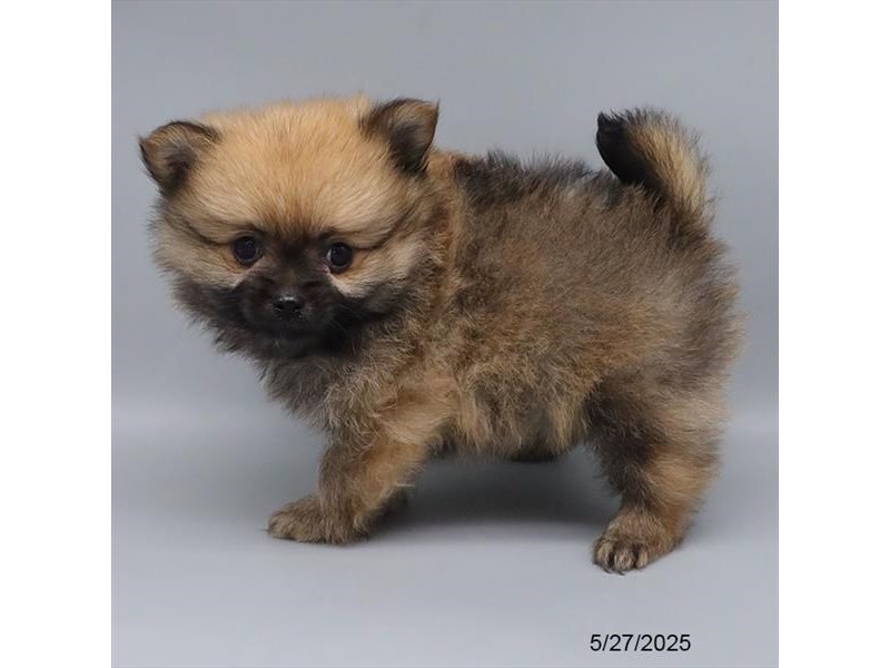 Pomeranian – 21405