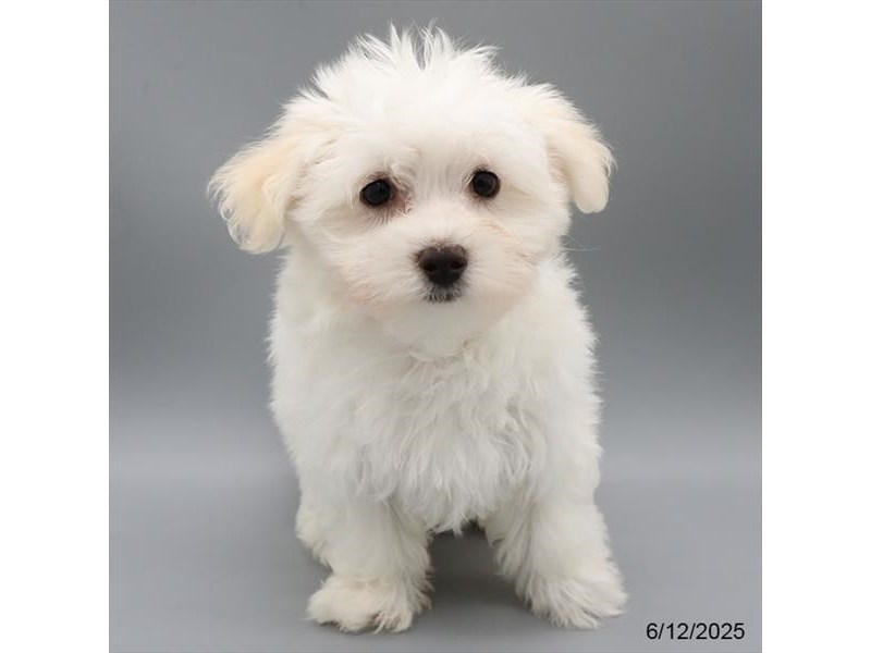 Maltese – 21406