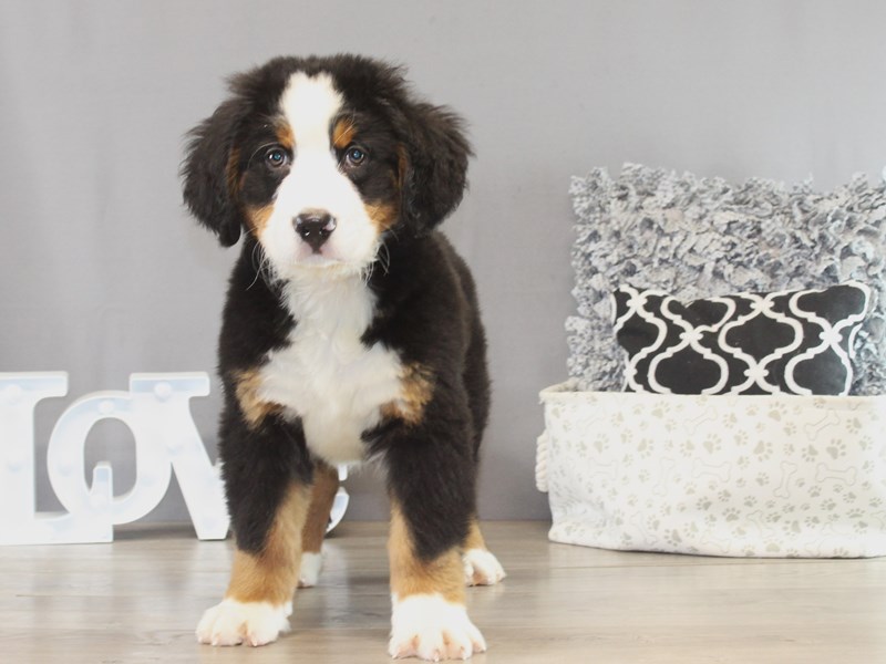 Bernese Mountain Dog – 21407