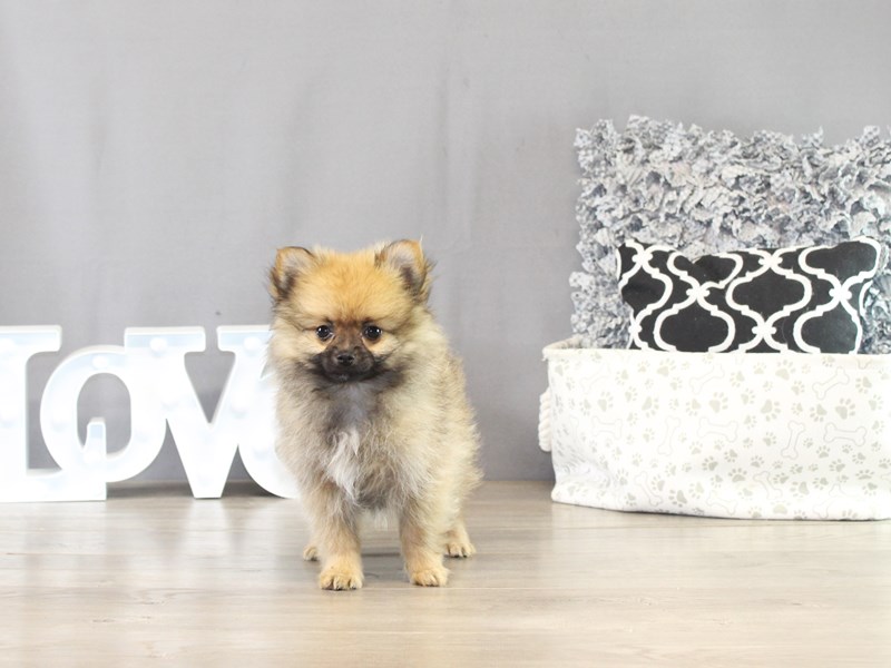 Pomeranian – 21405