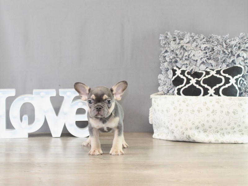 French Bulldog - 21403
