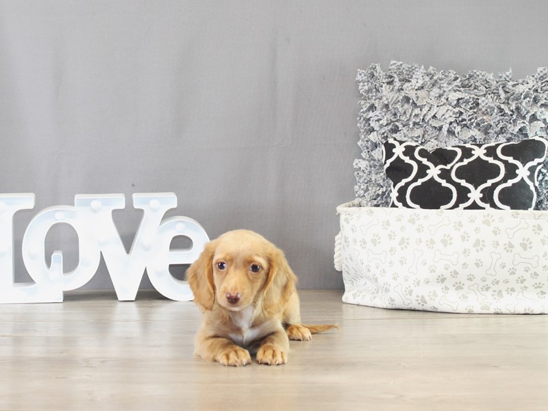 Dachshund – 21401
