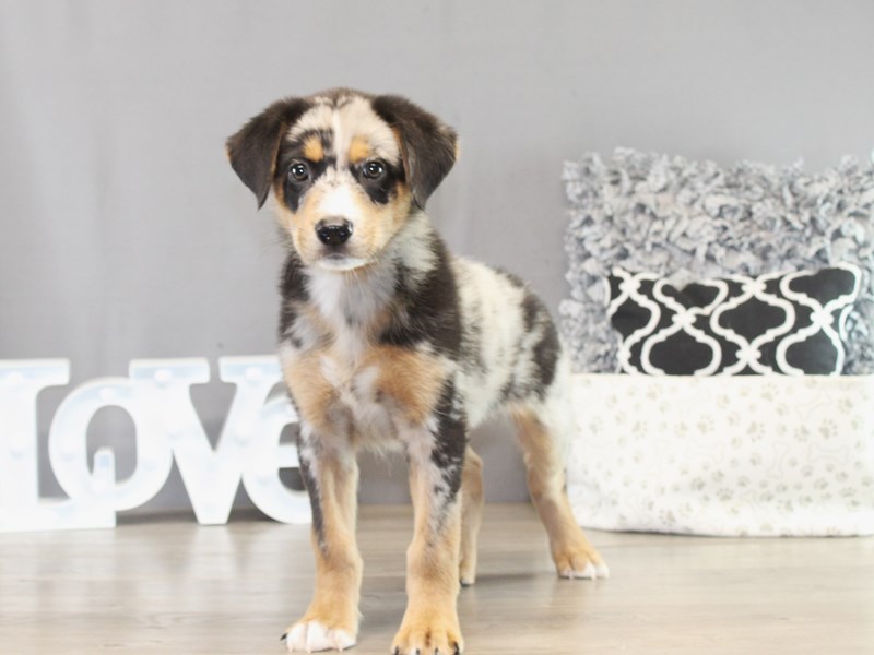 Australian Shepherd – 21400