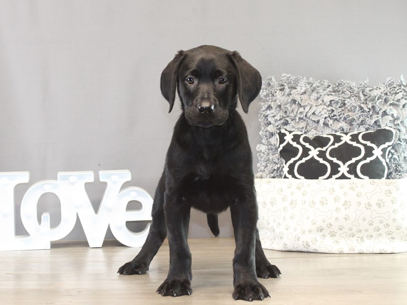Labrador Retriever – 21399