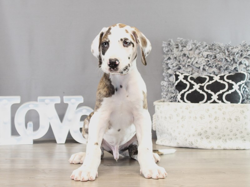 Great Dane – 21398