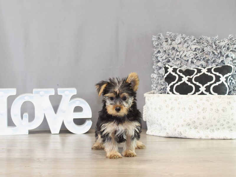 Yorkshire Terrier – 21397