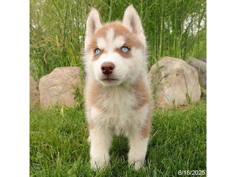 Siberian Husky – 21415