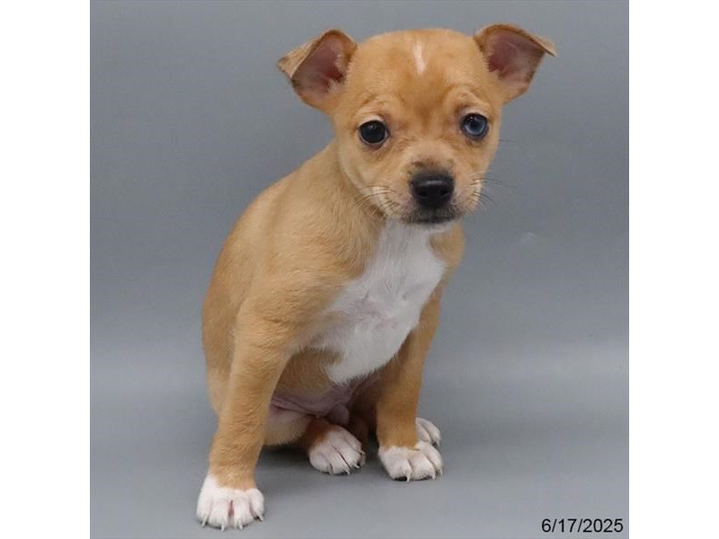 Chihuahua – 21419