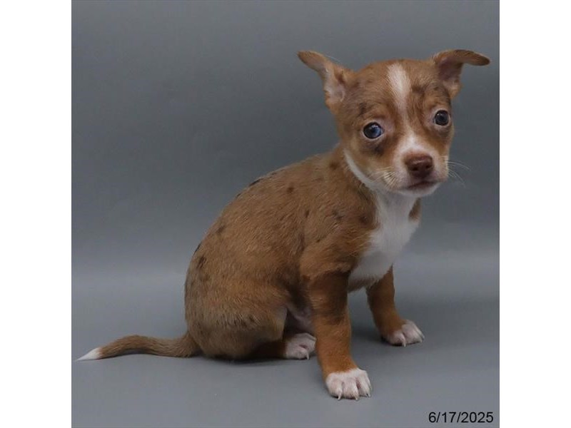 Chihuahua – 21420