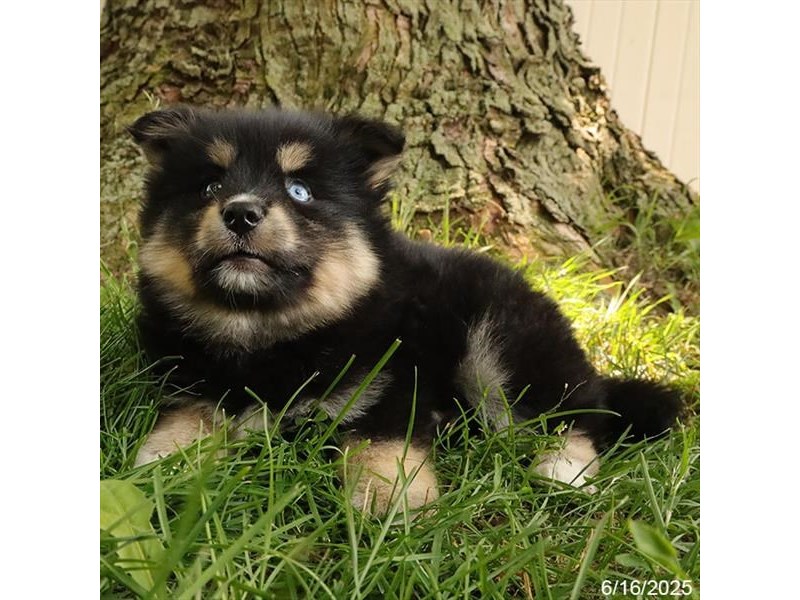 Pomsky – 21421