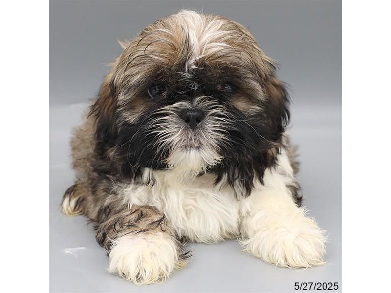Shih Tzu – 21427