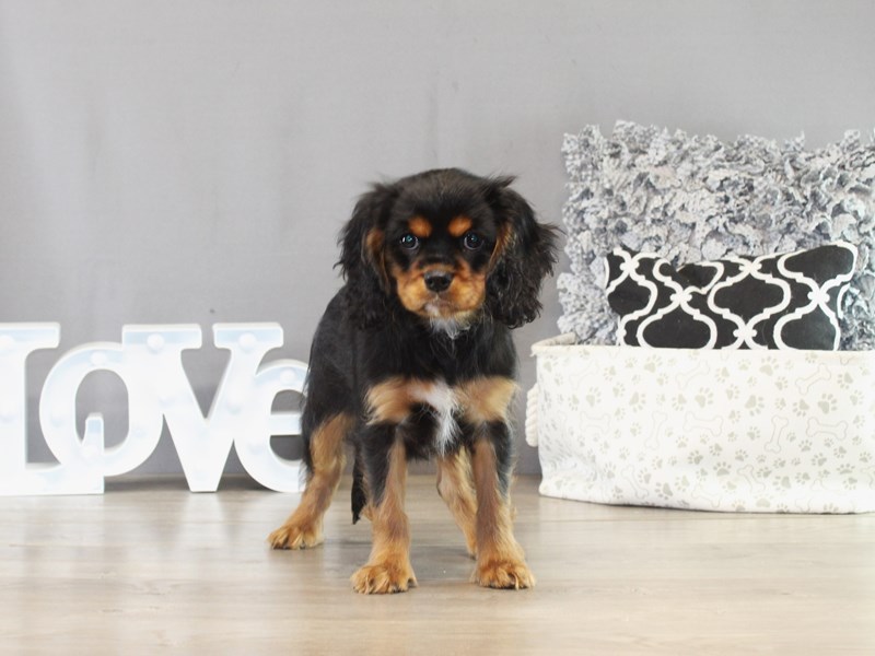 Cavalier King Charles Spaniel – 21428