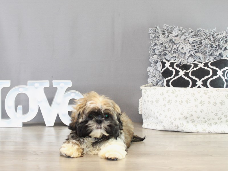 Shih Tzu - 21427