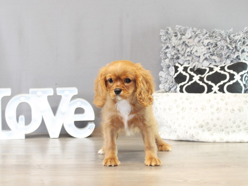 Cavalier King Charles Spaniel - 21425