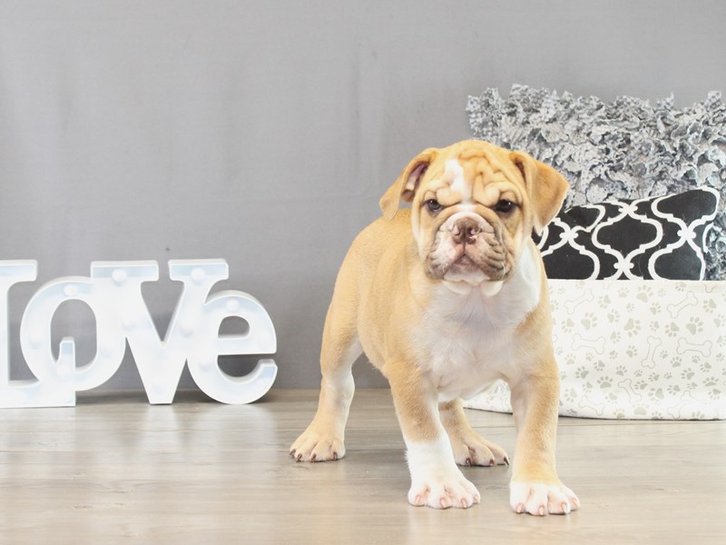 Bulldog – 21424