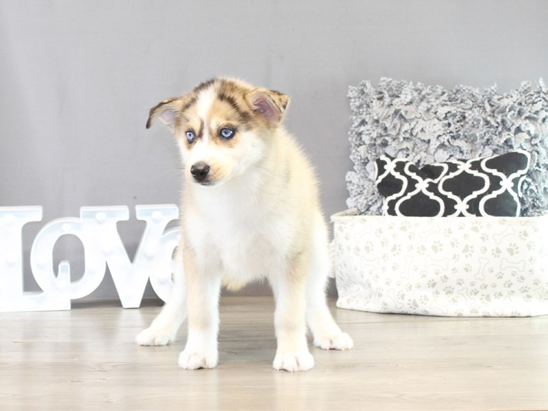Pomsky – 21422