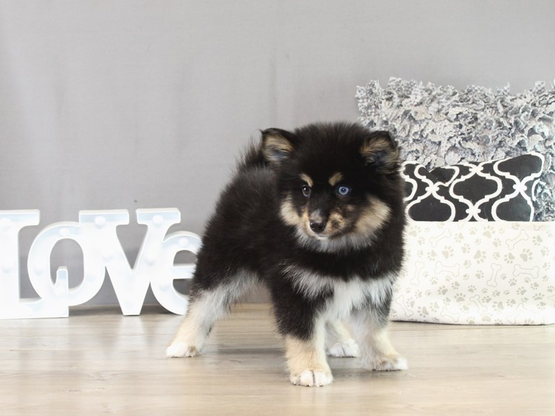 Pomsky - 21421