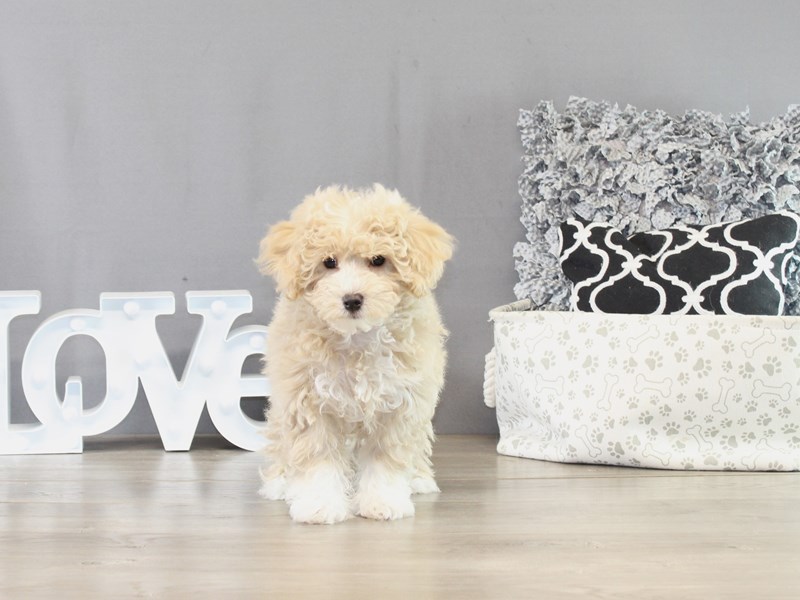 Maltipoo – 21418