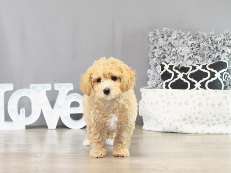 Bichonpoo – 21417