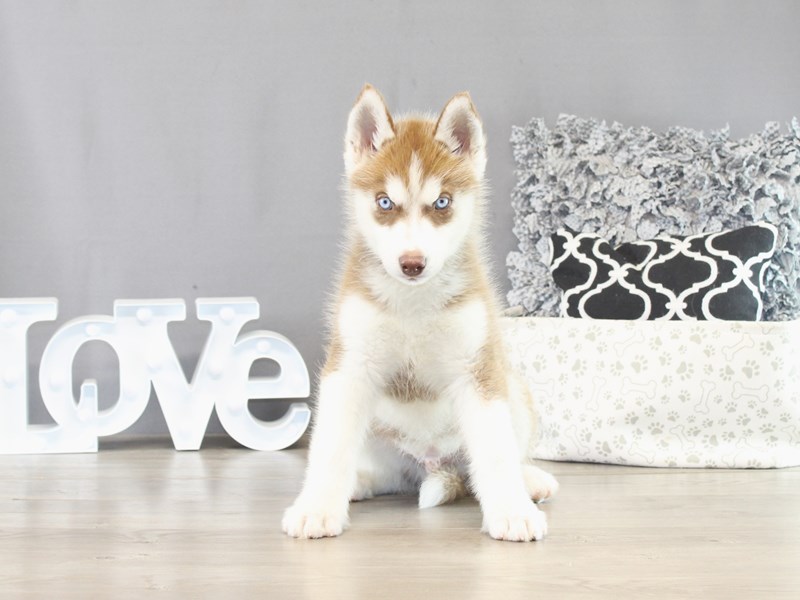 Siberian Husky – 21415