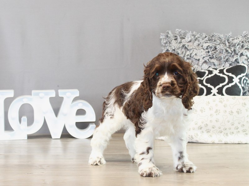 Cocker Spaniel - 21414