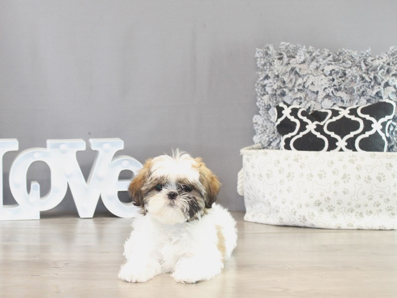 Shorkie – 21423