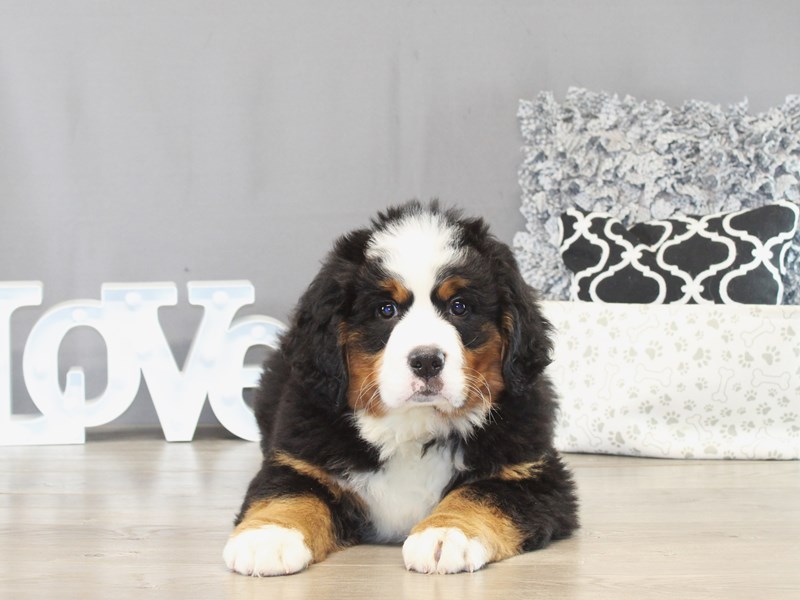Bernese Mountain Dog – 21416
