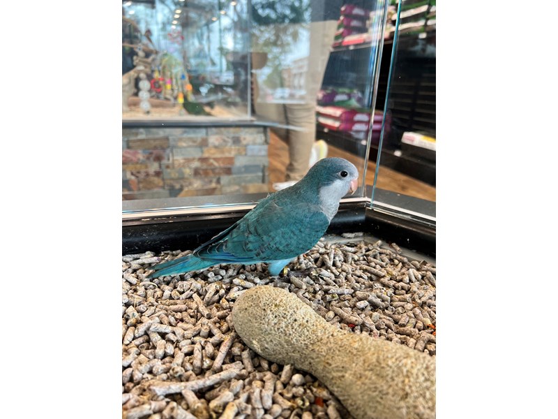 Blue Quaker Parrot - B275