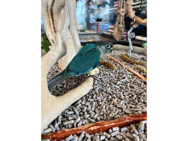 Turquoise Green Cheek Conure - B280