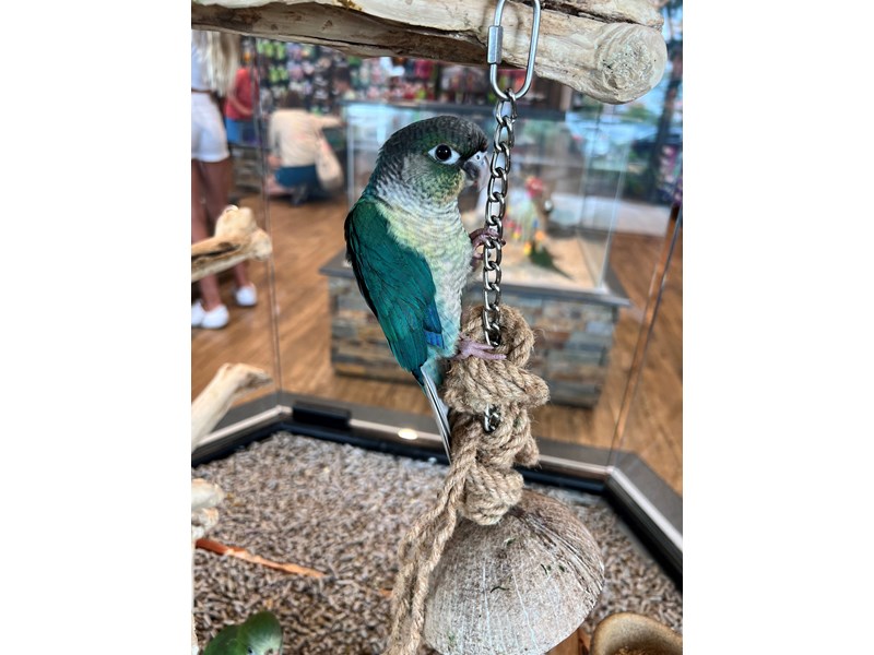 Yellowsided Turquoise GC Conure - B281