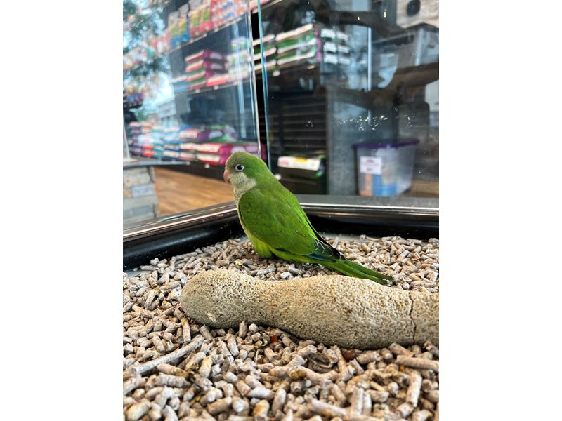 Quaker Parrot - B276