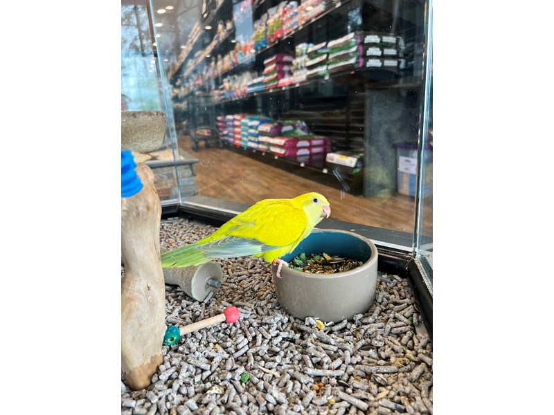 Quaker Parrot - B277