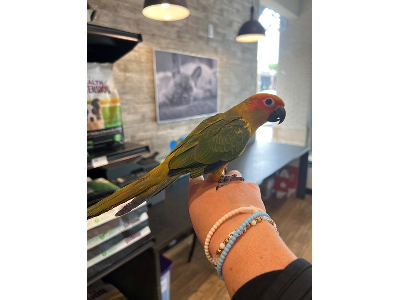 Sun Conure - B272